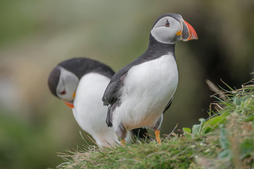 Rookery of North Atlantic puffins at Faroe island Mykines, late summer time, closeup, details