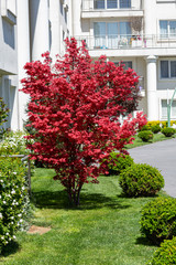 Fototapeta na wymiar front view beauty red tree 