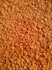 Red raw organic lentils texture. Food ingredient background. Natural
