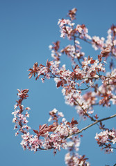close-up of cherry blossom on clear blue sky