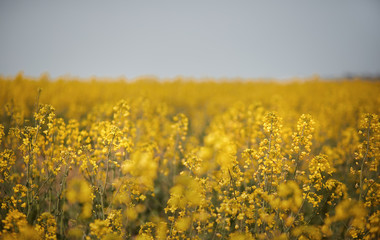 close-up shot of field rapeseed flowers in spring