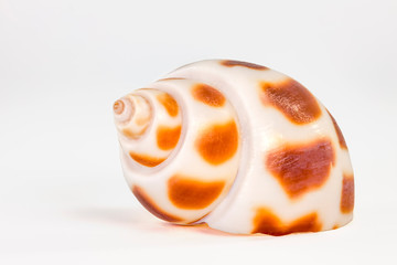 Nahaufnahme der Schale einer Meeresschnecke / Muschel  isoliert vor weißem Hintergrund