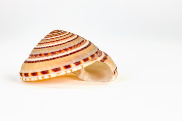 Nahaufnahme der Schale einer Meeresschnecke / Muschel  isoliert vor weißem Hintergrund