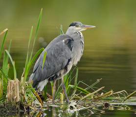 Grey Heron stood on the river bank