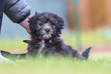 Junger Maltipoo Welpe im Garten Malteser Zwergpudel