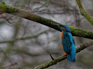 The common kingfisher, Alcedo atthis, also known as the Eurasian kingfisher.