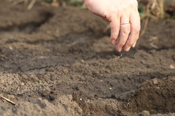 hand planting seeds to wet soil in the vegetable garden. agriculture concept