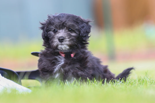 Junger Maltipoo Welpe im Garten Malteser Zwergpudel