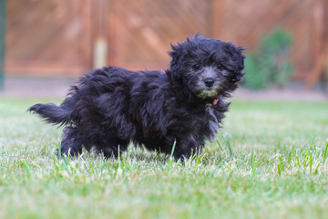Junger Maltipoo Welpe im Garten Malteser Zwergpudel