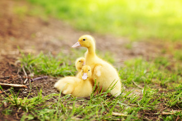 group of three yellow duckling in the spring grass