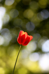 Green spring background of red tulip as a bqackground