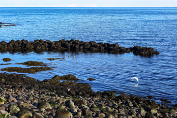 rocky coast of Atlantic ocean in Iceland. Large beautiful stones for the background