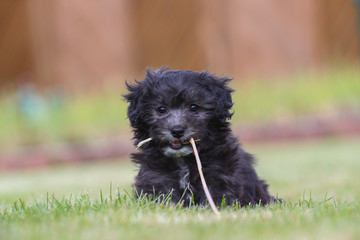 Junger Maltipoo Welpe im Garten Malteser Zwergpudel