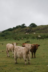 Scottish Highland Cattle