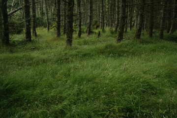 Waldlandschaft in Schottland