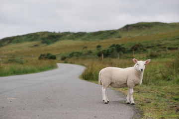 Schaf auf der Isle of Skye