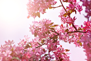 Little pink flowers close up. Flowering tree on a background of sky.
