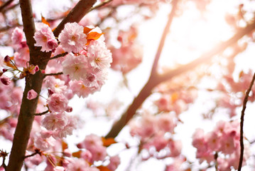 Pink flowers on the tree. Cherry blossom. Many flowers with yellow leaves close up.