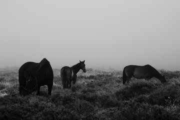 Wildpferde im Nebel 