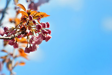 Pink flowers on the tree. Cherry blossoms on blue sky background. Many flowers with yellow leaves close up.