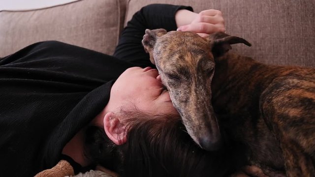Spanish Greyhound Galgo dog lying with its head on a woman head and being stroked by her on a couch