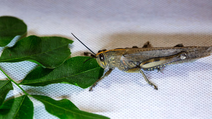 grasshopper on a leaf