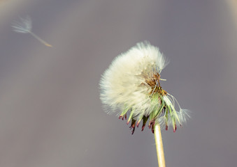 White dandelion head with flying seeds on  background