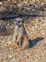 Erdmännchen steht alleine auf eine Sandboden.