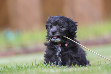 Junger Maltipoo Welpe im Garten Malteser Zwergpudel