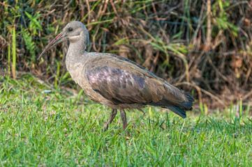 Side-view of a Hadeda Ibis, Bostrychia hagedash
