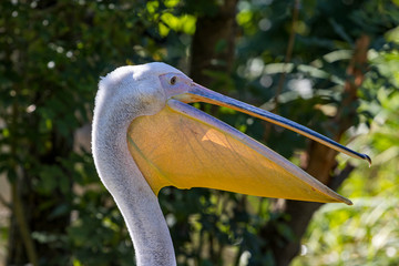 Pelikan mit geöffneten Schnabel.