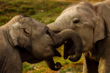 A close up image of two baby elephants playing together with their trunks in Assam India