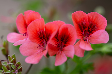 red flowers Close-up, background, shallow depth of field. 