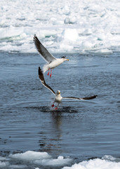 Gull fishing in Hokkaido, Japan among blocks of ice.