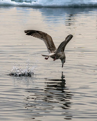 Gull fishing in Hokkaido, Japan among blocks of ice.