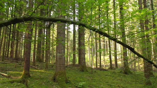 Flying under young hanged bent tree in golden shining forest.