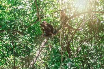 Affe im Tayrona park Kolumbien