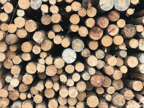 vorlage muster baumstamm baum forst baumst&auml;mme raummeter baumscheiben baumstamm brennholz muster tapete