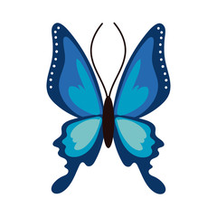 Fototapeta premium beautiful butterfly insect blue flat style icon