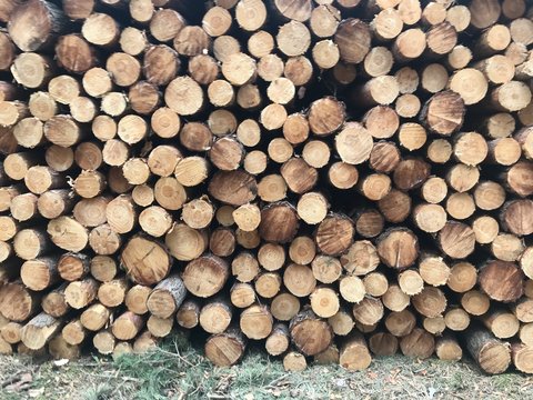 vorlage muster baumstamm baum forst baumst&auml;mme raummeter baumscheiben baumstamm brennholz muster tapete