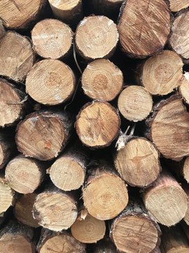 vorlage muster baumstamm baum forst baumst&auml;mme raummeter baumscheiben baumstamm brennholz muster tapete