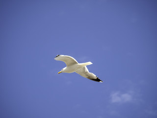 Naklejka na ściany i meble Seagull in beach