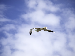 Seagull in beach