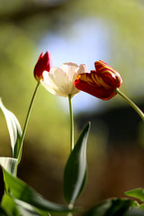 Photo of a radiant green spring background of tulips. Low depth of field