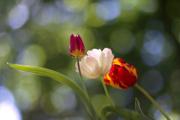 Photo of a radiant green spring background of tulips. Low depth of field