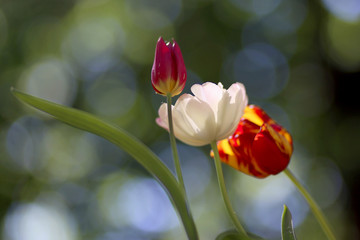 Photo of a radiant green spring background of tulips. Low depth of field