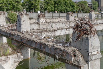 Black-billed gulls on beam at flooded ruins of collapsed concrete building, Christchurch, New...