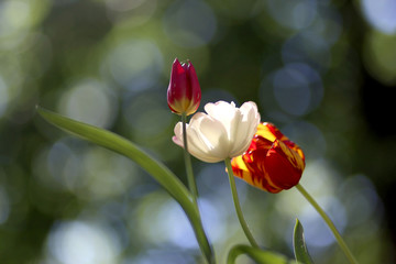 Photo of a radiant green spring background of tulips. Low depth of field