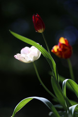 Photo of a radiant green spring background of tulips. Low depth of field