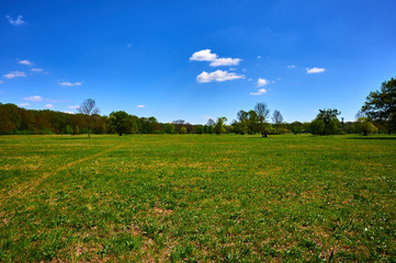 green field and blue sky